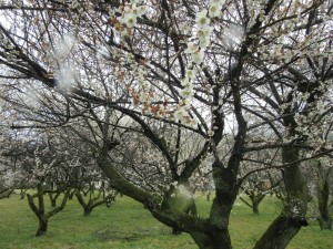 IMG_1746