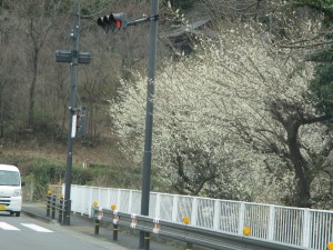 IMG_6513
