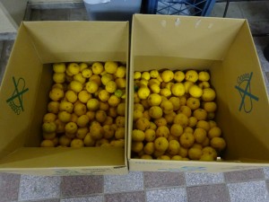DSC01979