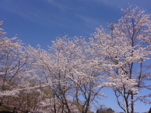DSC02709