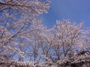 DSC02710