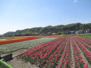 IMG_0784 - コピー