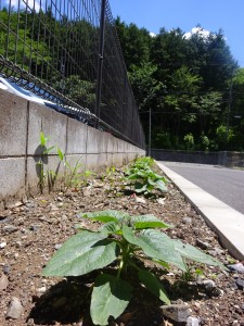 601ひまりりDSC03141