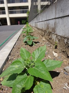 605DSC03160